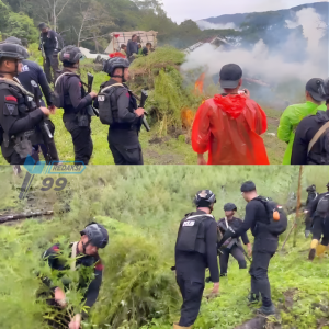 Bareskrim Bongkar Ladang Ganja 51,75 Hektare di Aceh, Operasi Besar Terkuak