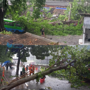 Angin Kencang Terjang Bogor, Puluhan Rumah Rusak dan Pohon Tumbang di Sejumlah Kecamatan