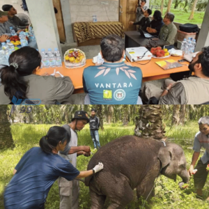 Darurat Konservasi! Kematian Gajah Sumatera Picu Kemenhut Datangkan Ahli India